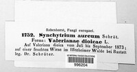 Synchytrium aureum image